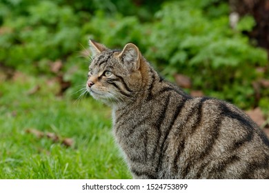 The Scottish Wildcat Is A European Wildcat Population In Scotland. This Population Is Estimated To Comprise Between 1,000 And 4,000 Individuals.