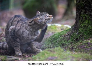 Scottish Wildcat, Felis Silvestris Silvestris, Close Up Within Pine Woodland Walking And Scratching During Spring In Scotland.