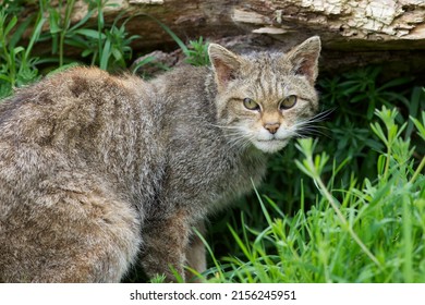 Scottish Wildcat (Felis silvestris silvestris) Entering its Lair