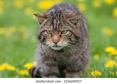 Scottish Wildcat (Felis silvestris silvestris) Focussed on Prey