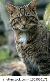 Scottish Wildcat (Felis silvestris) Juvenile staring intently at camera. Portrait
