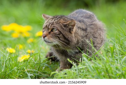 Scottish Wildcat (Felis silvestris silvestris) in a Meadow
