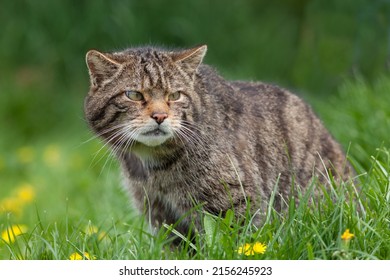 Scottish Wildcat (Felis silvestris silvestris) in a Meadow