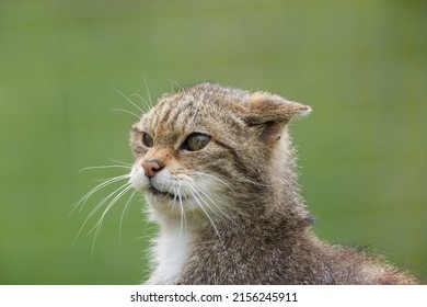 Scottish Wildcat (Felis silvestris silvestris) Portrait