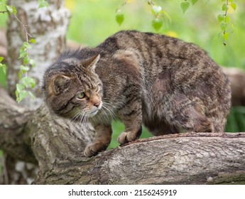 Scottish Wildcat (Felis silvestris silvestris) in a Tree
