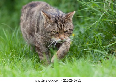 Scottish Wildcat (Felis silvestris silvestris) Walking in a Meadow