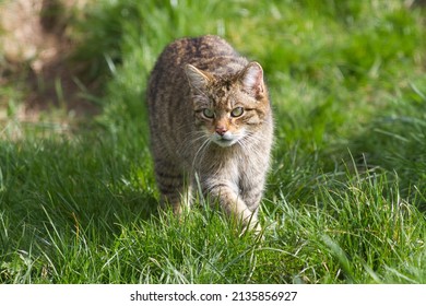 Scottish wildcat in grass, British endangered species.