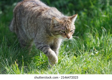 Scottish Wildcat in grass and woodland in the sun, uk endangered wildlife. 