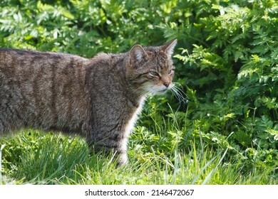 Scottish Wildcat in grass and woodland in the sun, uk endangered wildlife. 