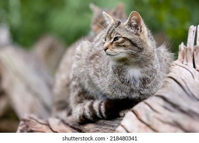 Scottish Wildcat: The wildcat has suffered considerable decline in population and is now considered at serious risk of extinction in the UK. There may be less than 100 left in the wild.