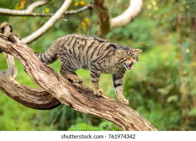 A Scottish Wildcat or Highlands tiger