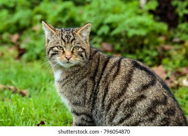 The Scottish Wildcat, Or Highlands Tiger, Is A Dark Colored Subspecies Of The European Wildcat Native To Scotland.