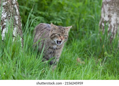 Scottish Wildcat Kitten (Felis silvestris silvestris) in a Wood
