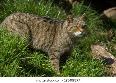 Scottish Wildcat in long green grass/Scottish Wildcat/Scottish Wildcat