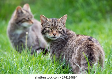 Scottish Wildcat in long vibrant green grass/Scottish Wildcat/Scottish Wildcat(felis silvestris grampia)