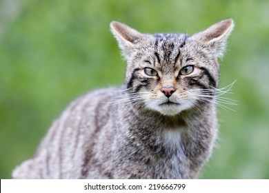 Scottish Wildcat The only native wildcat in Britain and, according to some, more endangered than the Siberian Tiger.
