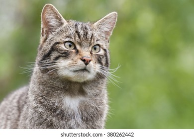Scottish Wildcat The only native wildcat in Britain and, according to some, more endangered than the Siberian Tiger