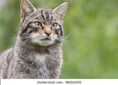 Scottish Wildcat The only native wildcat in Britain and, according to some, more endangered than the Siberian Tiger