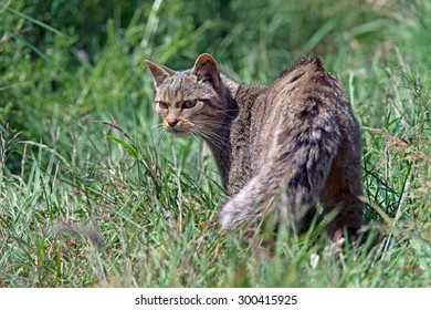 Scottish Wildcat prowling in long green grass/Scottish Wildcat/Scottish Wildcat (Felis Silvestris Grampia)