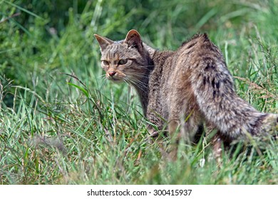 Scottish Wildcat prowling in long green grass/Scottish Wildcat/Scottish Wildcat (Felis Silvestris Grampia)
