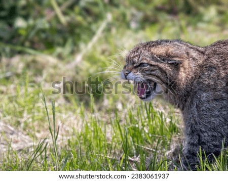 Scottish Wildcat Snarling Close Up
