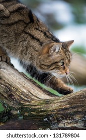 scottish wildcat stealthily walking along a log/Scottish Wildcat