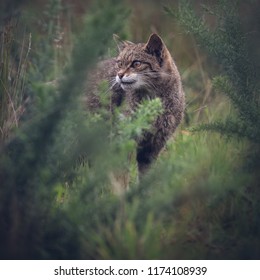 Scottish wildcat in the undergrowth