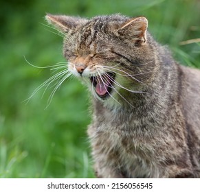 Scottish Wildcat Yawning (Felis silvestris silvestris)