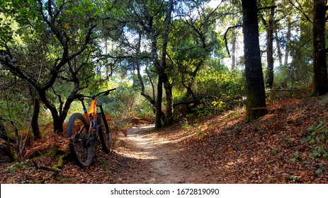 Scotts Valley, California, USA. August 17, 2019 A mountain bike leaning on a  tree next to a nice dirt trail in the Santa Cruz Mountains.