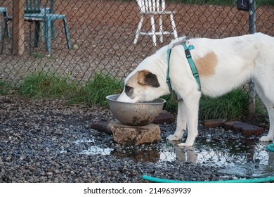 Scotts Valley, California, USA. Sunday, ‎January ‎30, ‎2022. A dog drinking water from a bowl in a dog park.