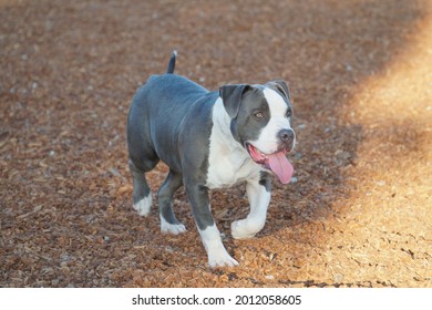 are valley bulldogs pure breeds