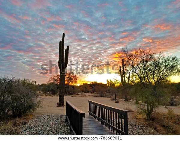 Scottsdale\
Arizona Sunrise With Saguaro Cactus and\
Bridge