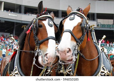 SCOTTSDALE, AZ-MAR 6: Two Clydesdales before the game between the Arizona Diamondbacks and the Oakland Athletics at Salt River Fields at Talking Stick on March 6, 2014 in Scottsdale, Arizona.