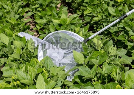Scouting soybean field for insects using a sweep net. Agriculture pest control, management and treatment concept.