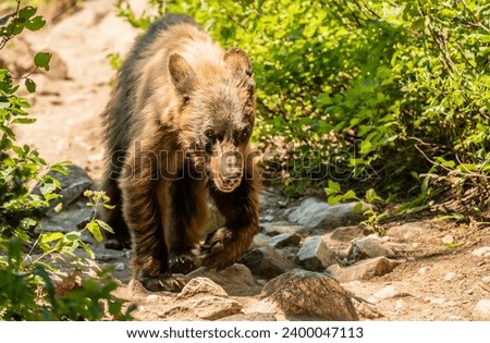 Scraggly Black Bear Walks Along the Amphitheater Lake Trail in Grand Teton National Park Stock foto © 