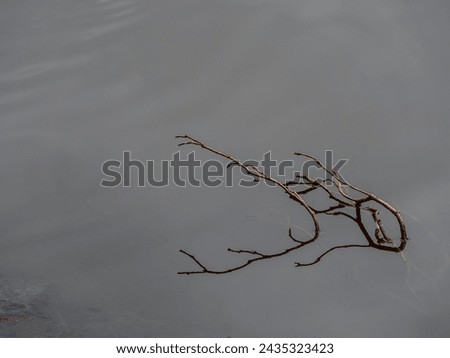 Scraggly branches in grey water Stock foto © 