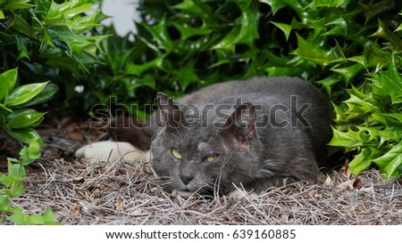 Scraggly Tomcat Looking Mean - Photograph of a scraggly looking stray tomcat looking mean.  Selective focus on the cat's head.  Stock foto © 