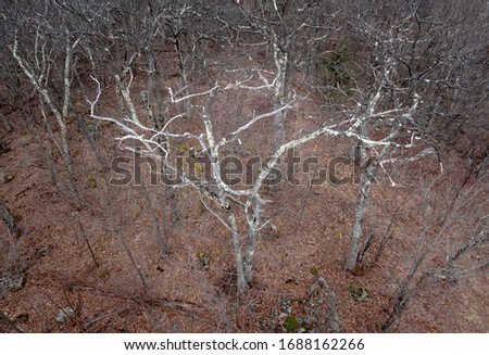 Scraggly White Tree in a Winter Forest Stock foto © 
