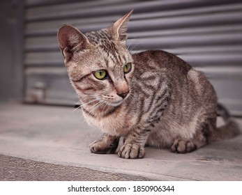 A Scrappy Cat Sitting Outside