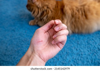 12,849 Blood scratch Stock Photos, Images & Photography | Shutterstock