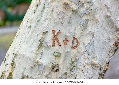 scratched letters on a tree trunk