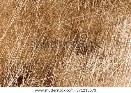 Similar – Beach grass at the Baltic Sea beach