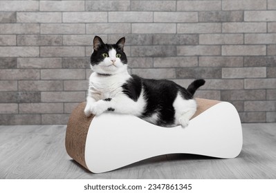 Scratching post for a cat. Cute, funny black and white cat sharpens its claws. Pet care. Home pet. A cat on a couch against the background of a gray wall in the room. Place for text. copy space.