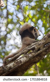 Scratching Tamandua Also Known As Lesser Anteater