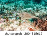 Scrawled filefish, broomtail filefish or scribbled leatherjacket (Aluterus scriptus) Cozumel, Mexico