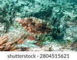 Scrawled filefish, broomtail filefish or scribbled leatherjacket (Aluterus scriptus) Cozumel, Mexico