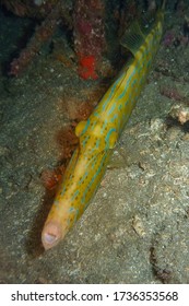 Scrawled filefish, broomtail filefish or scribbled leatherjacket (Aluterus scriptus) Bali, Indonesia