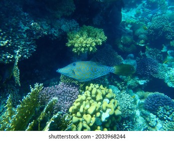 Scrawled filefish, broomtail filefish or scribbled leatherjacket (Aluterus scriptus) undersea, Red Sea, Egypt, Sharm El Sheikh, Nabq Bay
