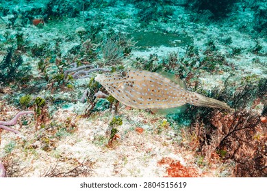 Scrawled filefish, broomtail filefish or scribbled leatherjacket (Aluterus scriptus) Cozumel, Mexico