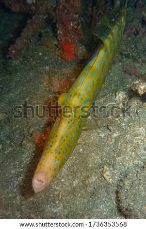 Scrawled filefish, broomtail filefish or scribbled leatherjacket (Aluterus scriptus) Bali, Indonesia